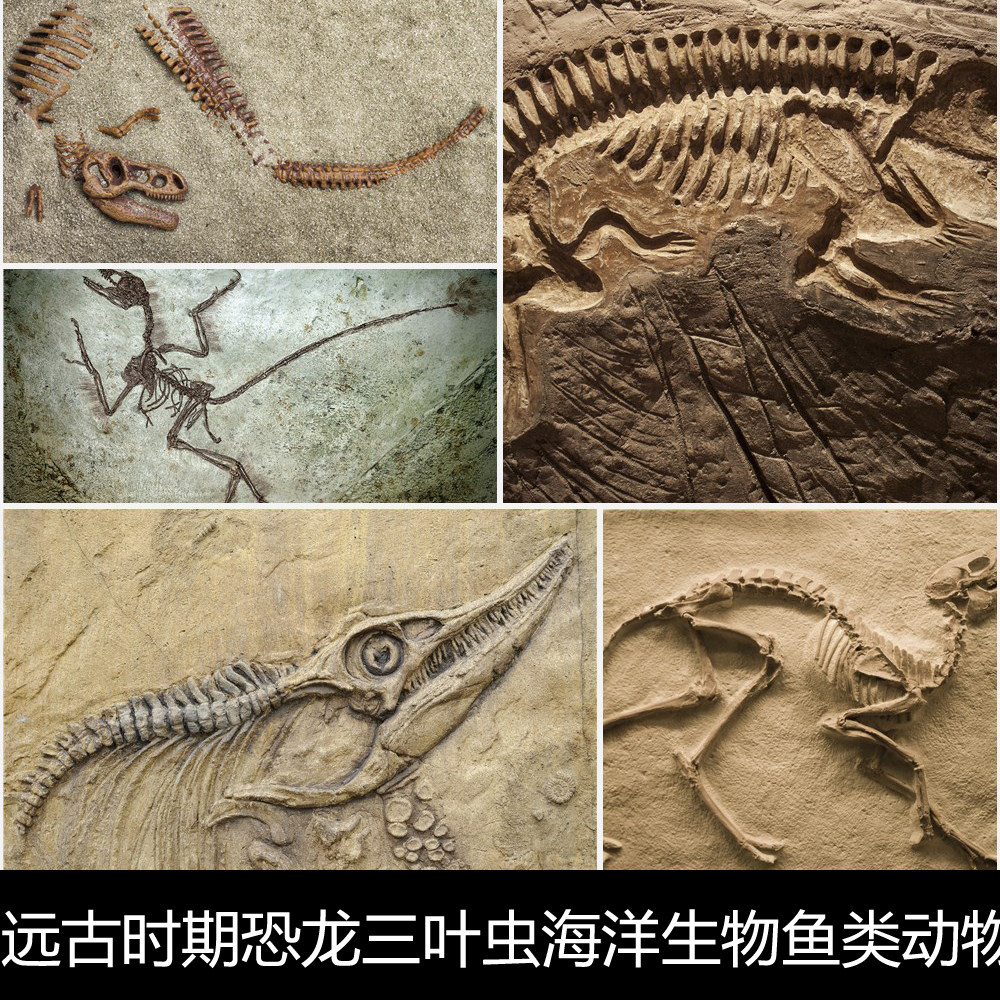 ve远古时期恐龙三叶虫海洋生物鱼类动物骨骼化石彩色遗迹高清素材