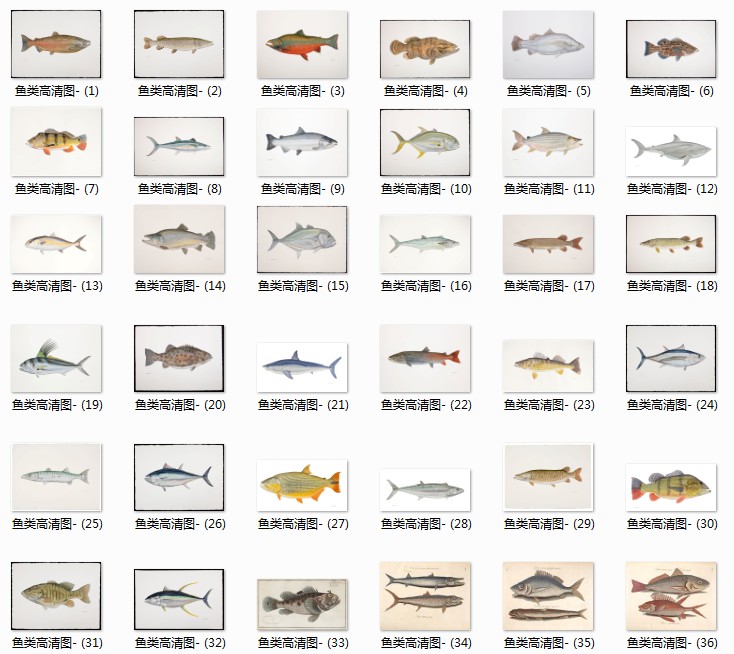 海洋鱼类手绘高清图集素材参考 68 162MB JPG格式
