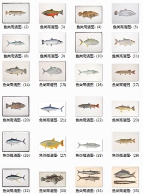 海洋鱼类手绘高清图集素材参考 68 162MB JPG格式