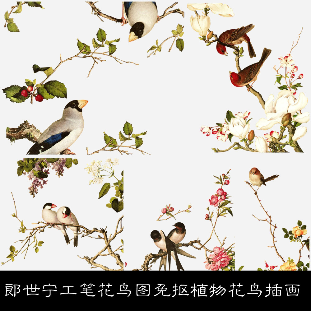 lv郎世宁工笔花鸟图免抠png素材植物花鸟画插画素材资料参考6