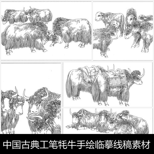NQ中国古典工笔牦牛手绘临摹线稿素材图库14 57.8MB JPG格式