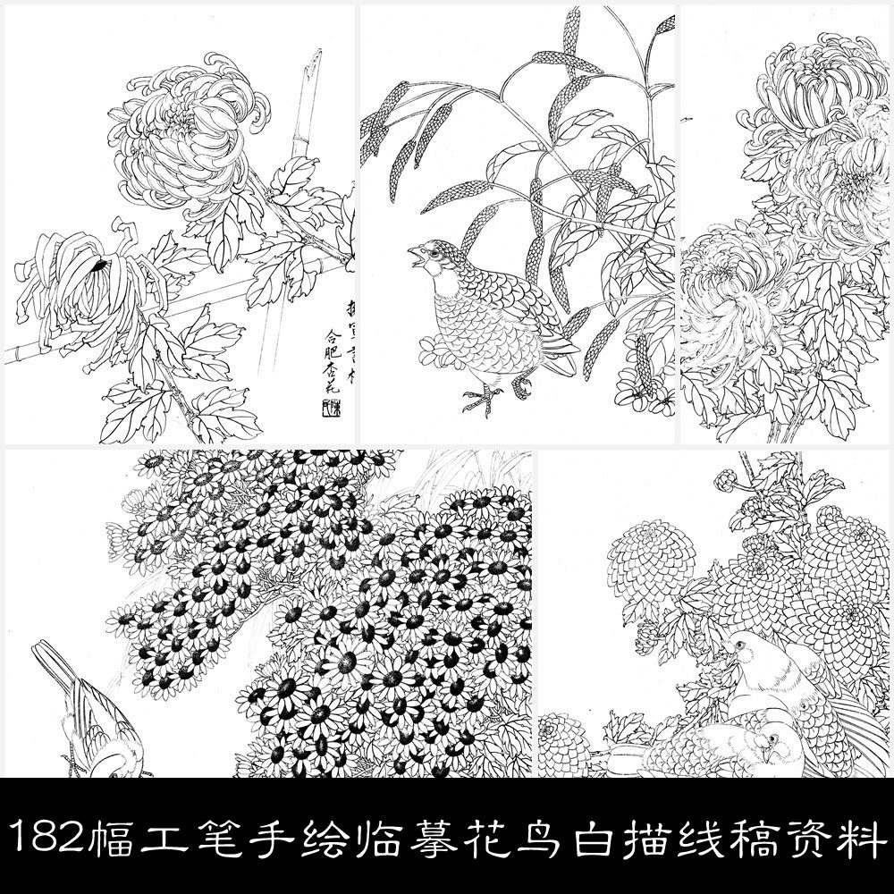ob182幅工笔手绘临摹花鸟白描线稿300分辨率可打印素材资料参考