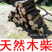 茶树硬木火干油茶装 饰松明篝火晚会木柴烧烤户外露营荒野求生钻木