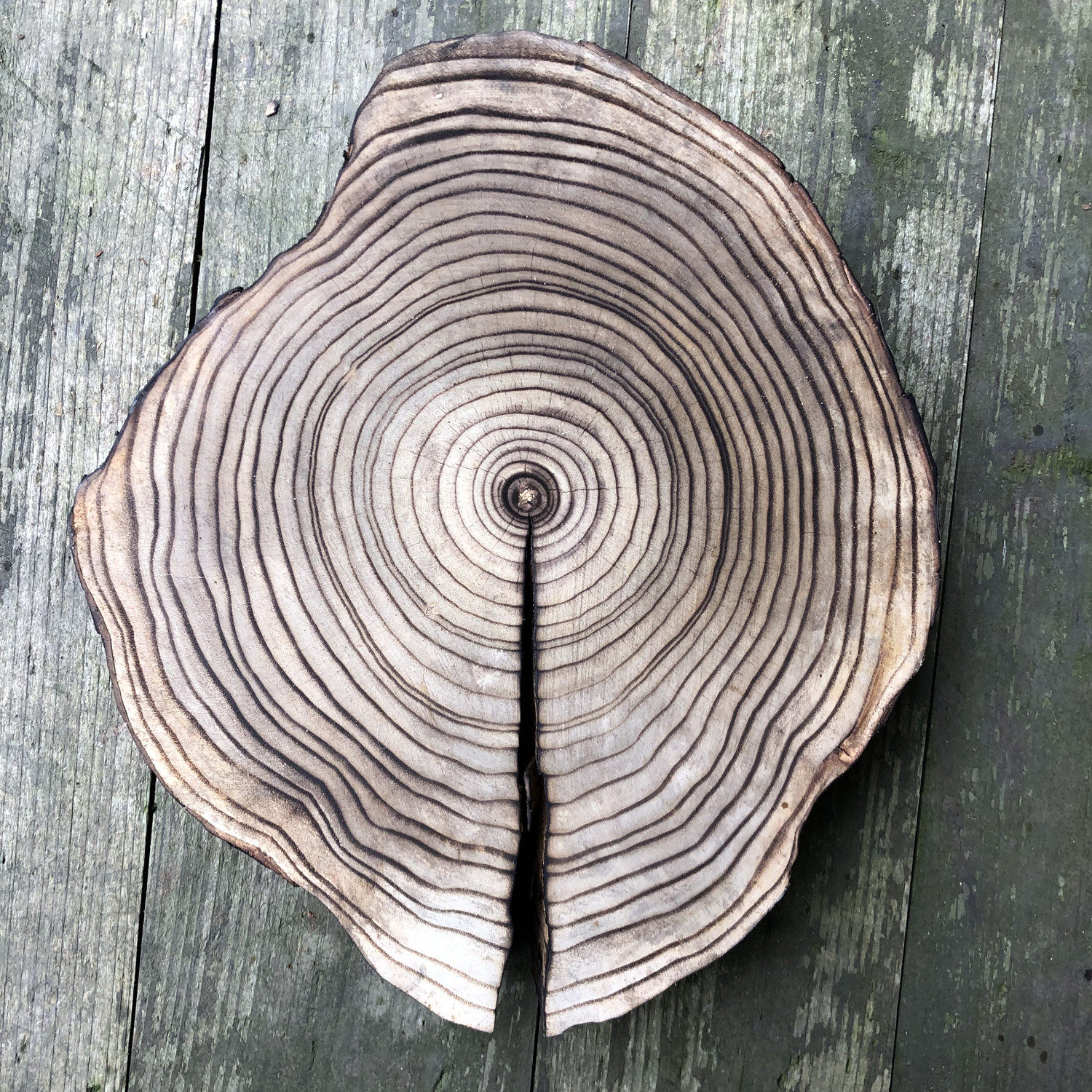 梓木圆木板圆木片实木碳化手工diy木板圆形木制摄影道具桌面模型