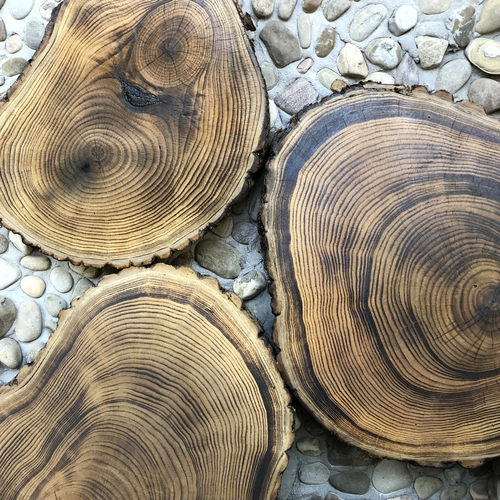 圆木片碳化手绘木片原木片