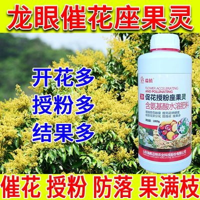 龙眼专用授粉无需保花保果