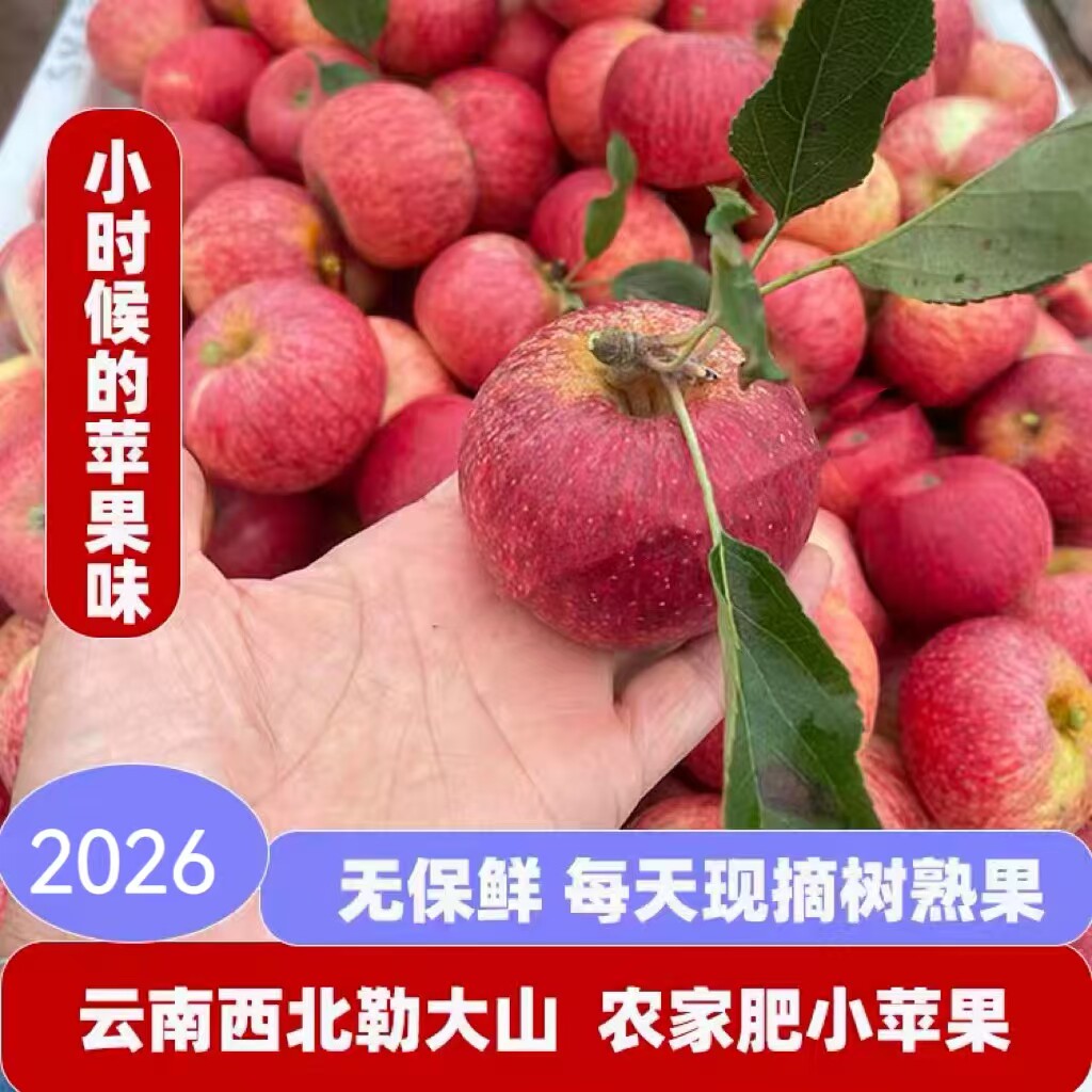 云南西北勒生态野生小苹果应季水果甜脆爽口小苹果安疗优选食材