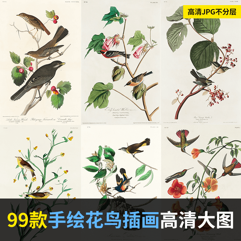 手绘树木花鸟动物插画插图鹦鹉植物装饰画壁纸jpg高清