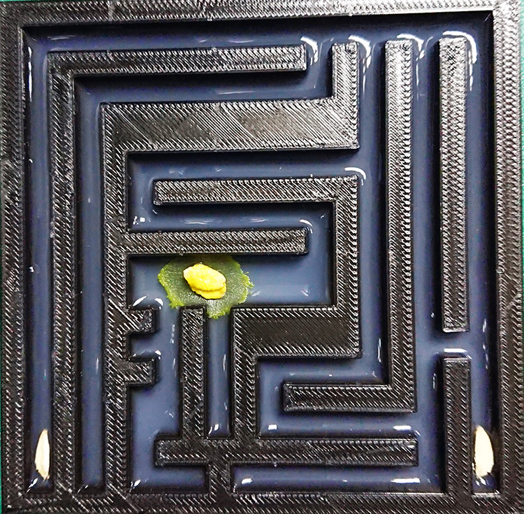 迷宫 ABS 塑料 黏菌 多头 刚丝绒泡菌 只有迷宫没有菌别拍错了