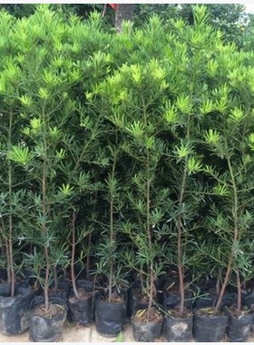 植物庭院植物罗汉松树苗