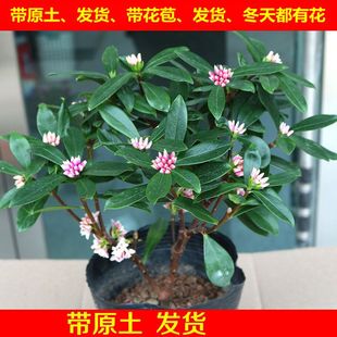 金边瑞香苗耐寒花卉观花植物室内带花浓香型观花盆栽四季 包邮 盆景