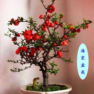 海棠花盆栽树苗盆景重瓣老桩庭院绿植物室内花卉四季开花好养包邮