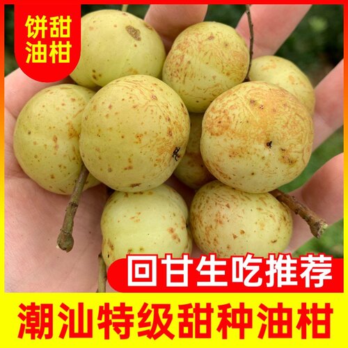 潮汕油甘果新鲜甜种油甘饼甜油甘牛甘果余甘果滇橄榄生吃孕妇水果