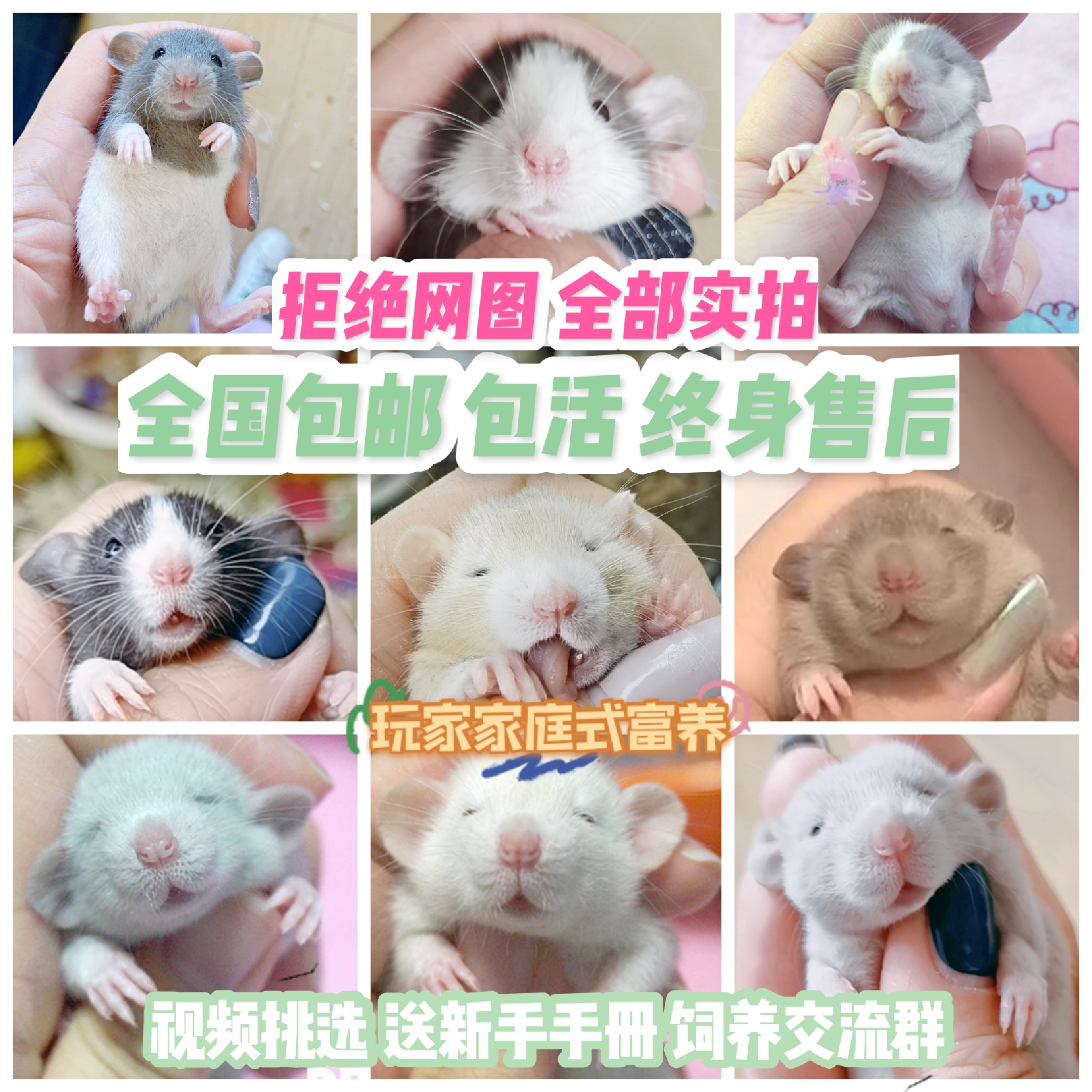 [11的鼠宝]花枝鼠活体 家养小体型宠物 宿舍小宠 飞象耳 全国包邮