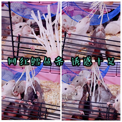 花枝鼠蜜袋鼯仓鼠深海鳕鱼条