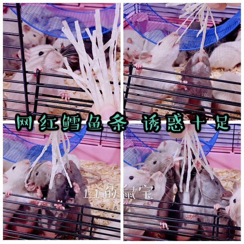 花枝鼠蜜袋鼯仓鼠深海鳕鱼条
