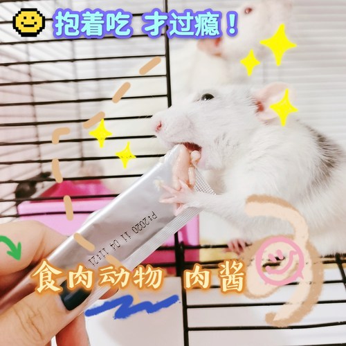 肉食营养小宠糊糊花枝鼠