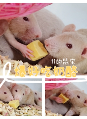 11的鼠宝 花枝鼠仓鼠零食 爆好吃的奶酪块 补钙增肥高蛋白 香喷喷