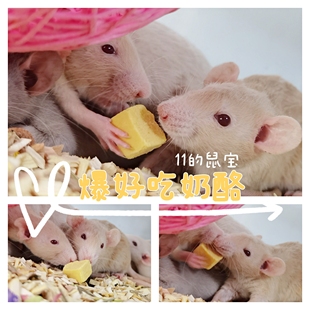 11的鼠宝 花枝鼠仓鼠零食 爆好吃的奶酪块 补钙增肥高蛋白 香喷喷