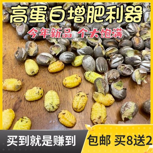 杨拉罐洋辣子罐蛋蜜袋鼯花枝鼠