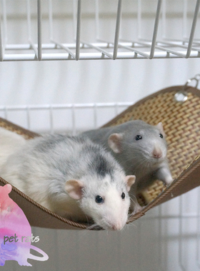 11的鼠宝 花枝鼠 仓鼠 豚鼠 松鼠 夏季凉席吊床 藤编吊床 多尺寸