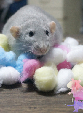 11的鼠宝花枝鼠仓鼠兔兔豚鼠小动物保暖棉球 彩色 脱脂棉冬季垫材