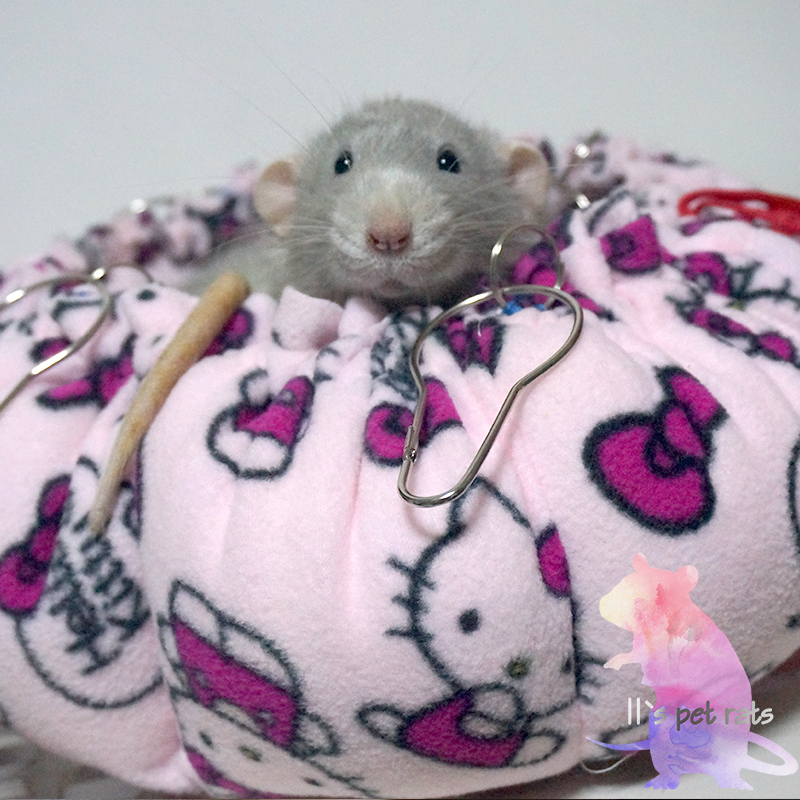 花枝鼠松鼠棉窝南瓜窝