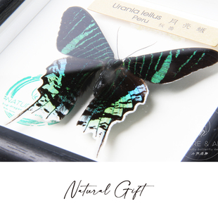 太阳蛾月亮蛾真蝴蝶标本装饰画摆件送女朋友高颜值桌面摆件礼品