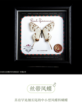 暗溪色蟌真蝴蝶标本装饰画礼物