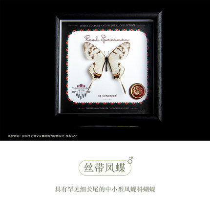 丝带凤蝶真蝴蝶标本装饰挂画装饰摆件手工收藏礼品装饰画生日礼物