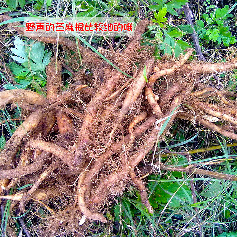 武当山农家现挖食用新鲜苎麻根药材抽叶粄根女性孕妇营养安胎