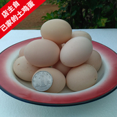 新鲜土鸡蛋1枚农家散养纯粮自养正宗咸灰笨柴鸡蛋草鸡蛋鸭蛋鹅蛋