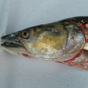 丹江口食用现杀鱤鱼黄钻水老虎新鲜鱤鱼太湖鱤鱼翘嘴白湖北水产