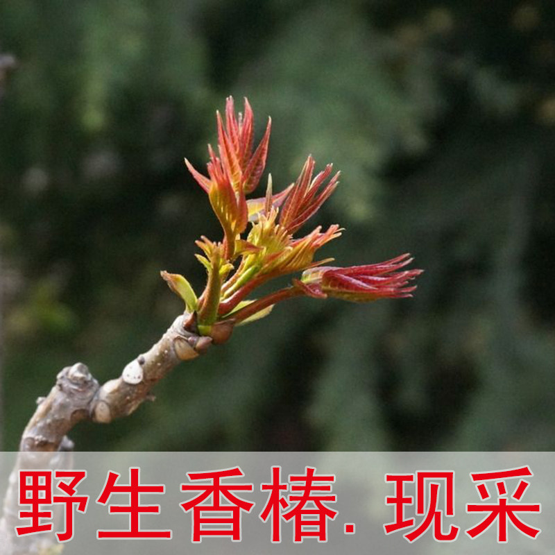 湖北特产十堰头茬野生新鲜现摘香椿绿红油芽新鲜春芽香椿皮根枝叶