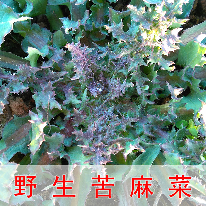 野生新鲜现挖苦麻菜苦木菜曲麻菜苣荬菜侵麻菜荬苦荬菜蒲公英包邮