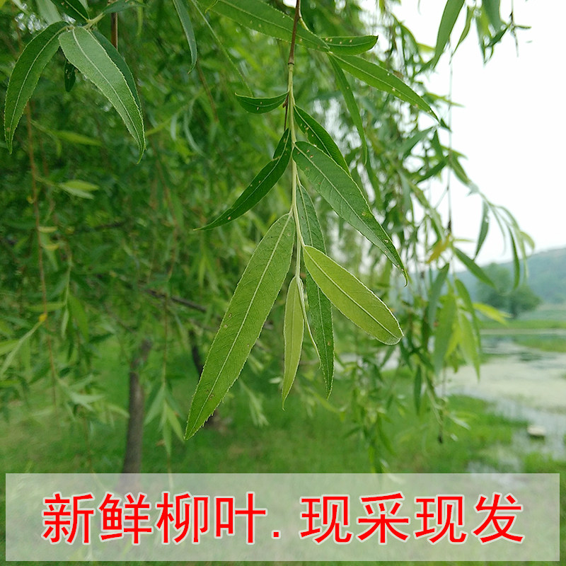 新鲜柳树叶现采野生柳叶柳树叶柳树枝条柳树根皮柳树叶芽茶菜包邮