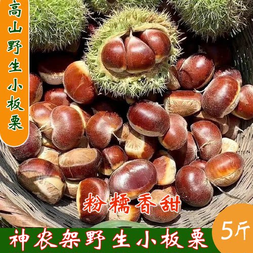 2024年板栗野生新鲜小板栗