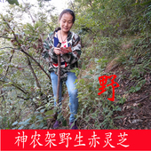 神农架野生赤紫灵芝整枝林芝干货深山食用菌可切片打粉泡酒100g