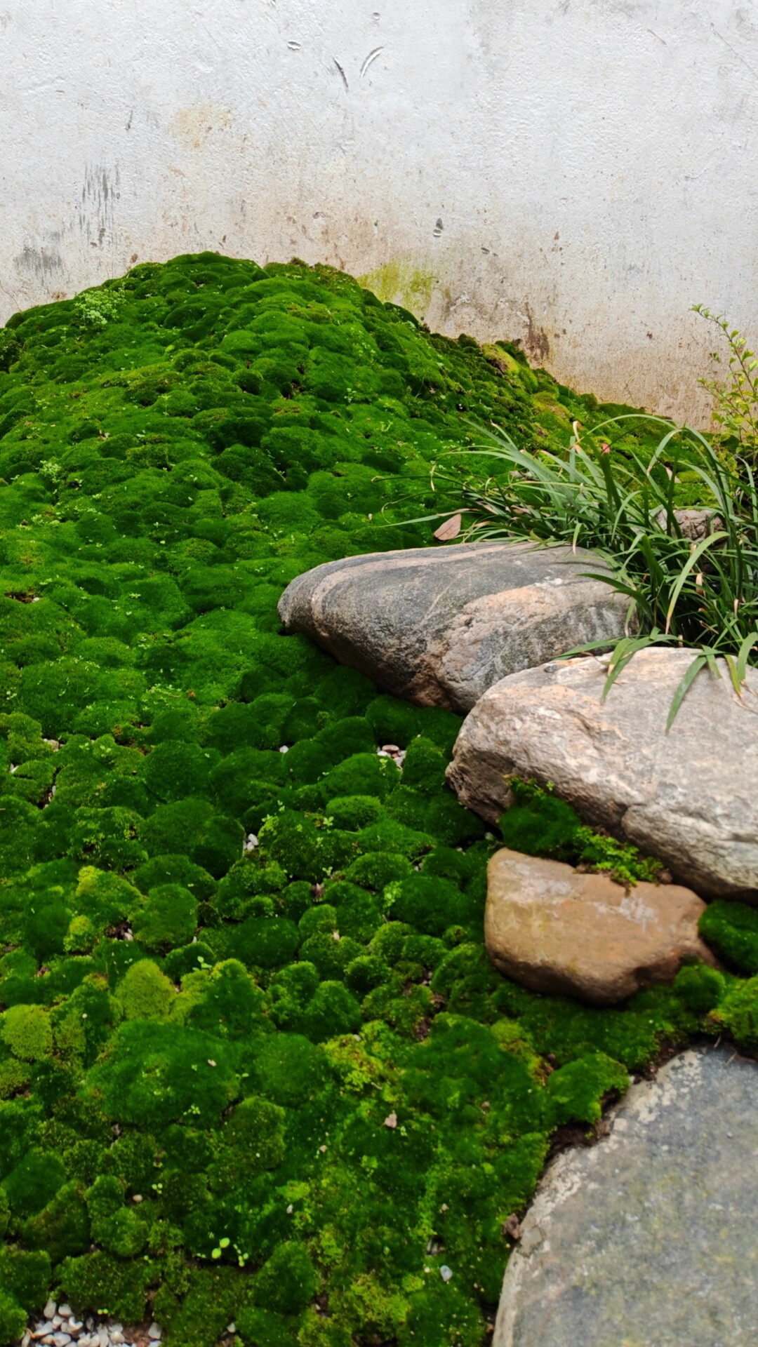 朵朵藓新活苔藓生态缸雨林缸花园造景盆景花盆铺面野生绿植微景观