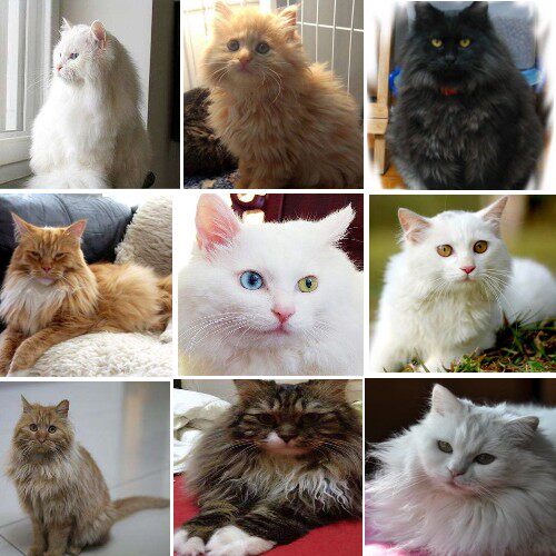 山东临清狮子猫 鸳鸯眼狮子猫安哥拉布偶猫加菲猫家养送猫粮试吃