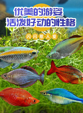 热带观赏灯科鱼刚果苹果鸽子美人电光彩虹绿刚果石美人活体群游