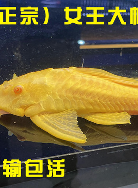 正宗红眼女王大帆清道夫鱼三间鼠老虎小精灵黄金胡子清洁工鱼吃藻