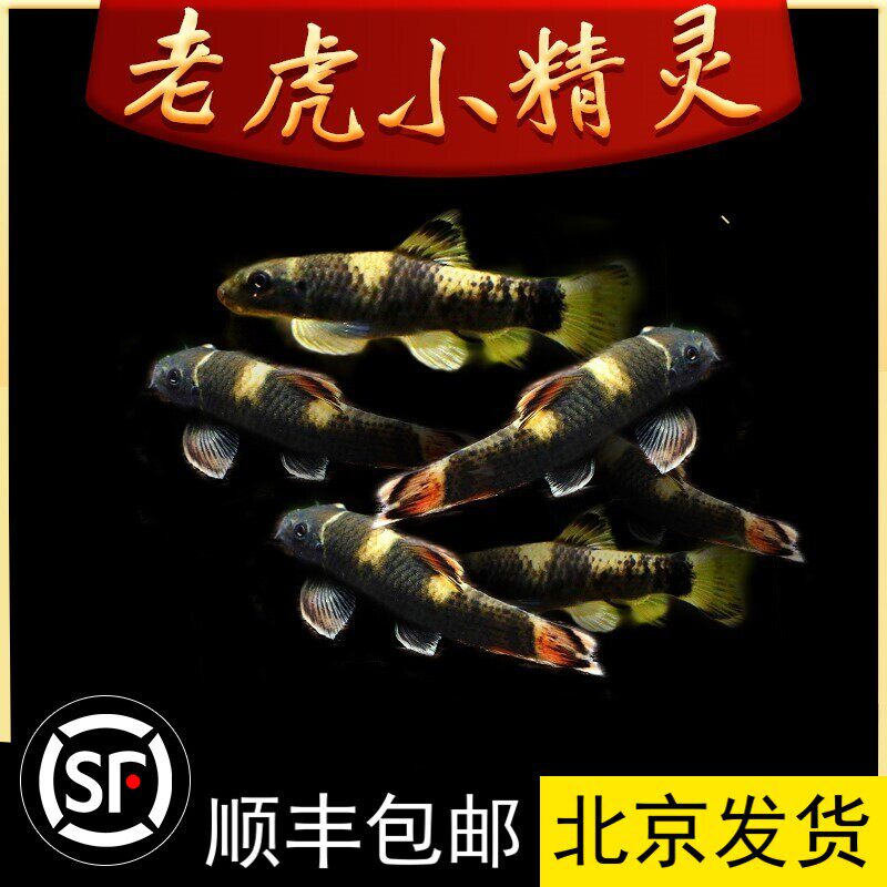 老虎小精灵鱼虎纹精灵鱼耐寒淡水进口原生除藻除青苔工具鱼活体鱼