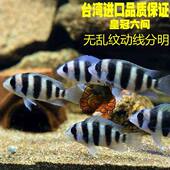 进口台湾坦鲷萨伊蓝六间伊巴卡六间布隆迪六间布隆迪