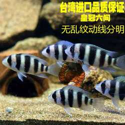 进口台湾坦鲷萨伊蓝六间伊巴卡六间布隆迪六间布隆迪