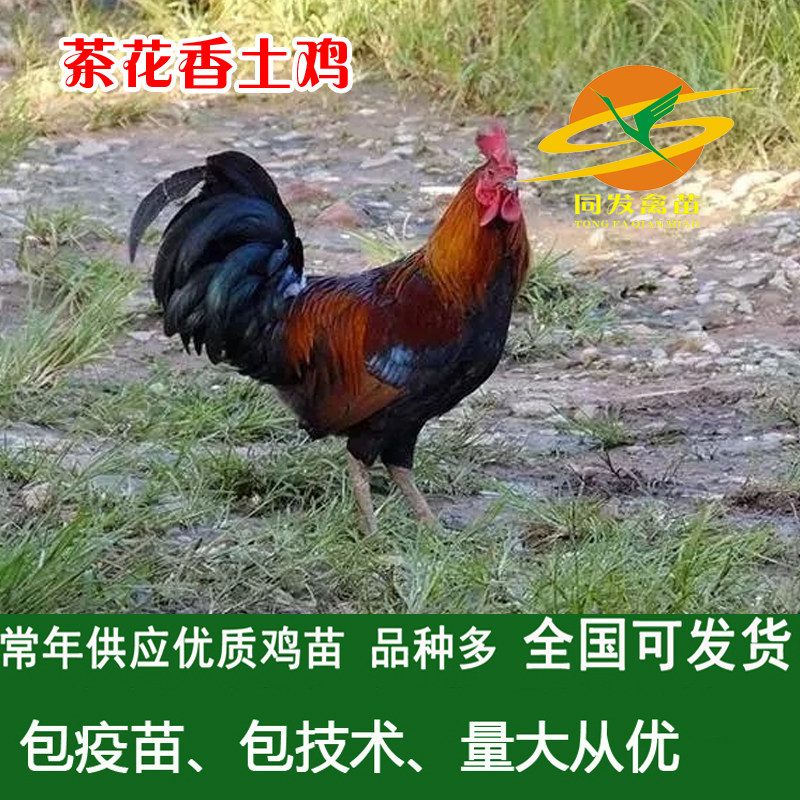 批茶花香鸡苗 原鸡小脚野山鸡灵山土鸡三黄鸡血毛土鸡红瑶鸡苗发