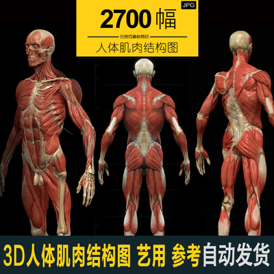 艺用人体解刨骨骼结构肌肉图   3D建模 插画 游戏人物设计素材