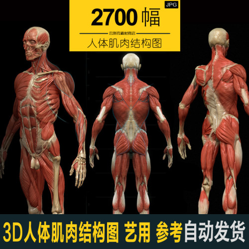 人体骨骼肌肉解刨图价格 人体骨骼肌肉解刨图图片 星期三 人体骨骼肌肉解刨图价格 人体骨骼肌肉解刨图图片 星期三