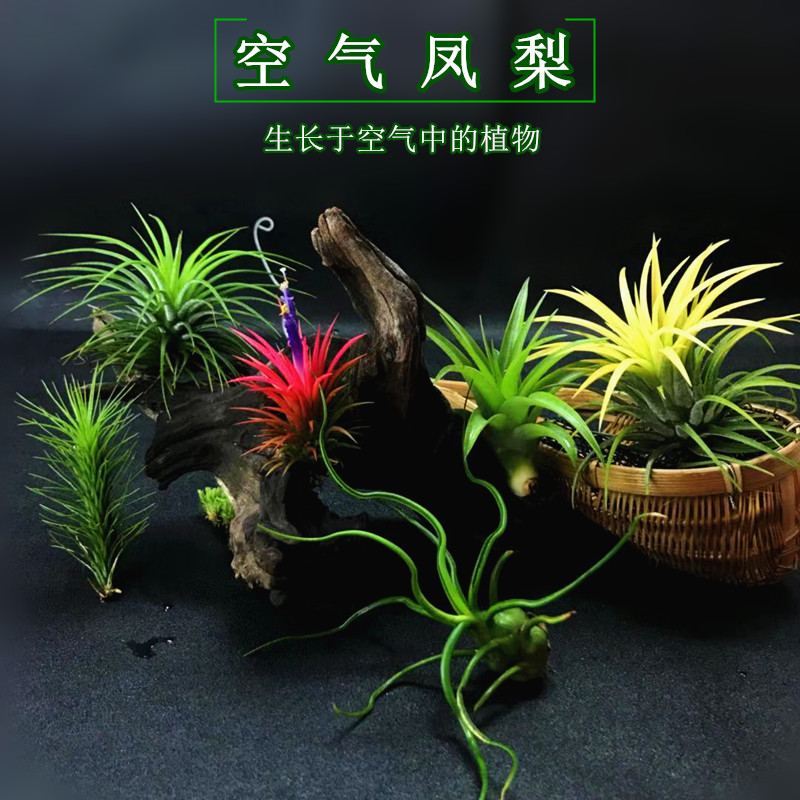 空气凤梨造景植物无土植物空气草生态缸空凤精灵老人须懒人植物
