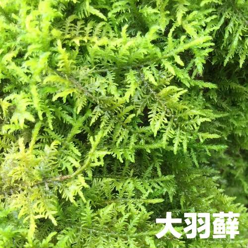 新鲜大羽生态背景墙绿植苔藓